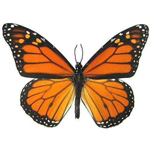 6 Large Monarch Butterfly Temporary Tattoos by Butterfly Utopia