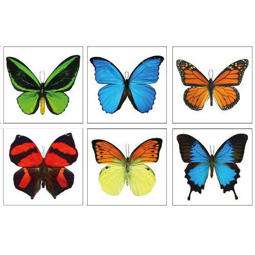 Large Butterfly Temporary Tattoos by Butterfly Utopia (12 Sheets)