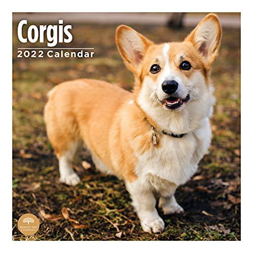 2022 Corgis 벽면 달력 by 브라이트 Day, 12 x 12 인치, 귀여운 강아지 강아지