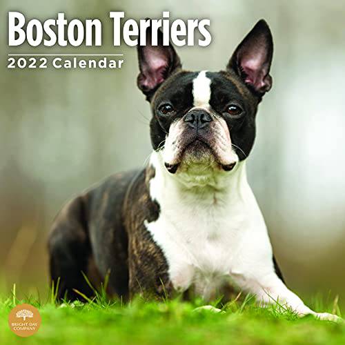 2022 보스턴 테리어 벽면 달력 by 브라이트 Day, 12 x 12 인치, 귀여운 강아지 강아지